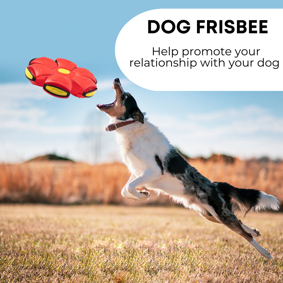 Sniffa™ Dog Frisbee